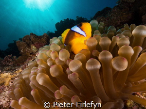 Clownfish by Pieter Firlefyn 